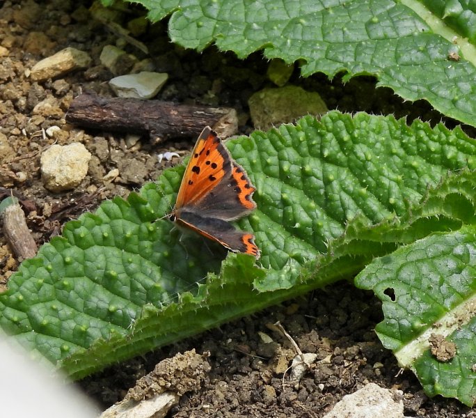 Small Copper.JPG