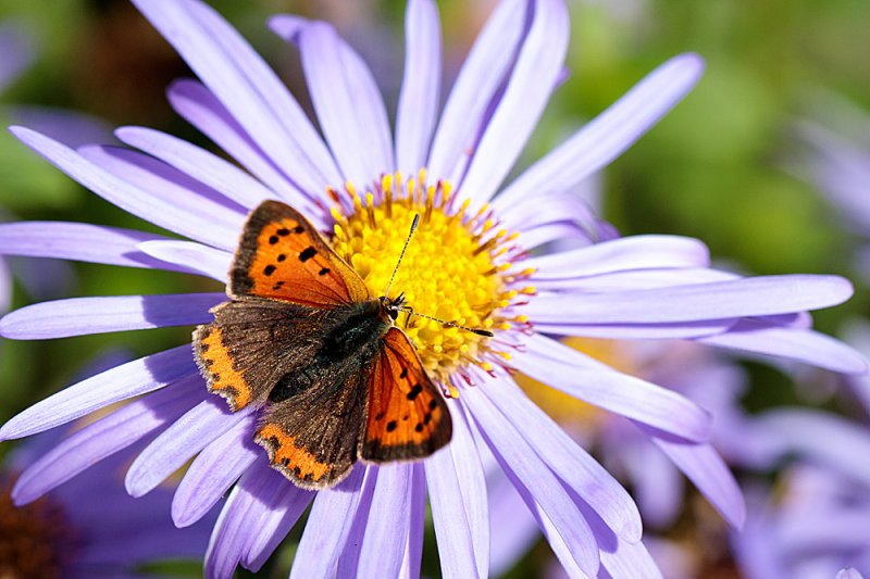 Small-Copper-Mönch-2.jpg