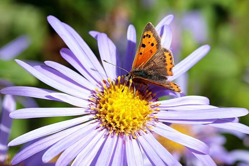 Small-Copper-Mönch-3.jpg