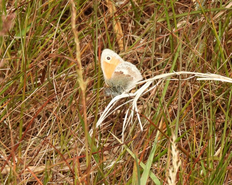 Small Heath (2).JPG