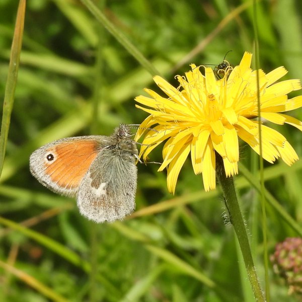 Small Heath.JPG