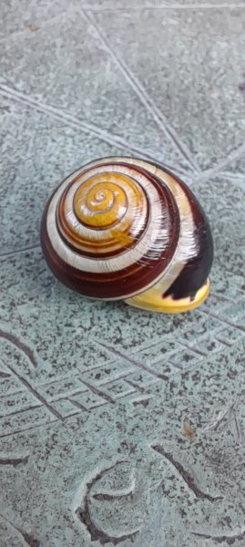 Snail.jpg