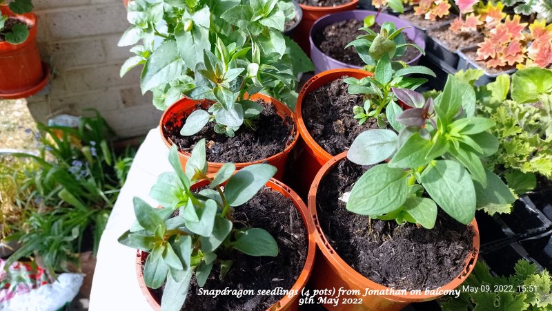 Snapdragon seedlings (4 pots) from Jonathan on balcony 9th May 2022.jpg