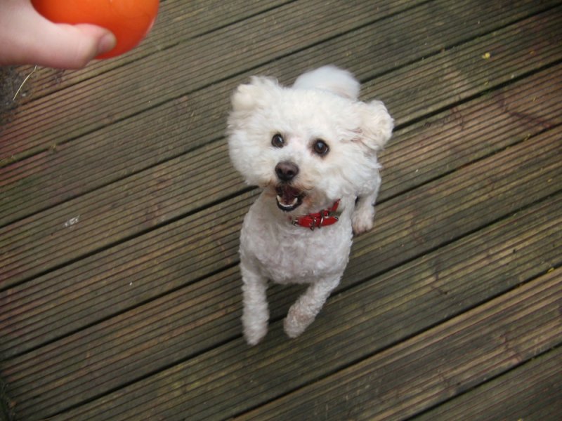 snoop playing ball (garden) fav pic).JPG