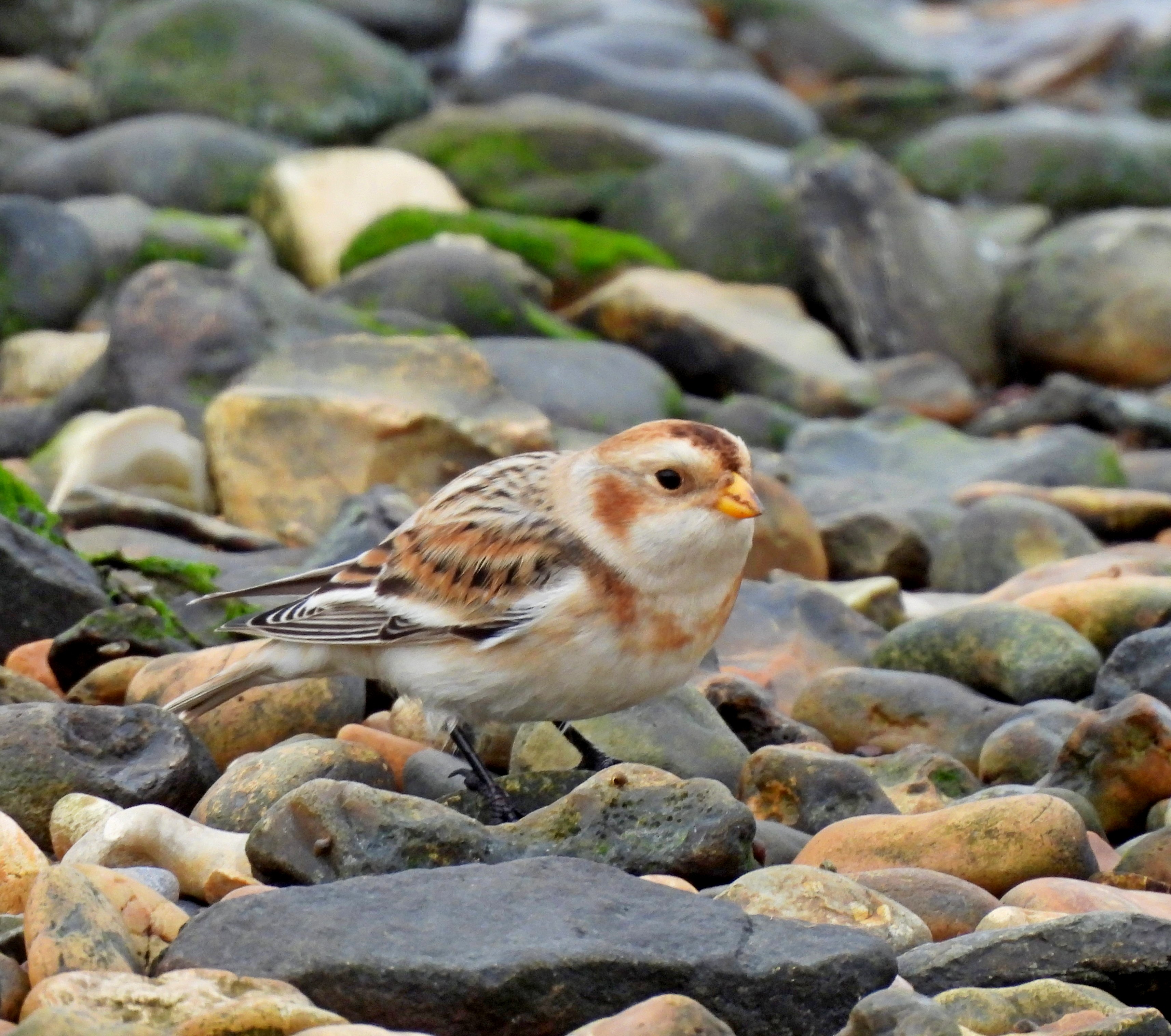 Snow Bunting - Redhorn Point (8).jpg