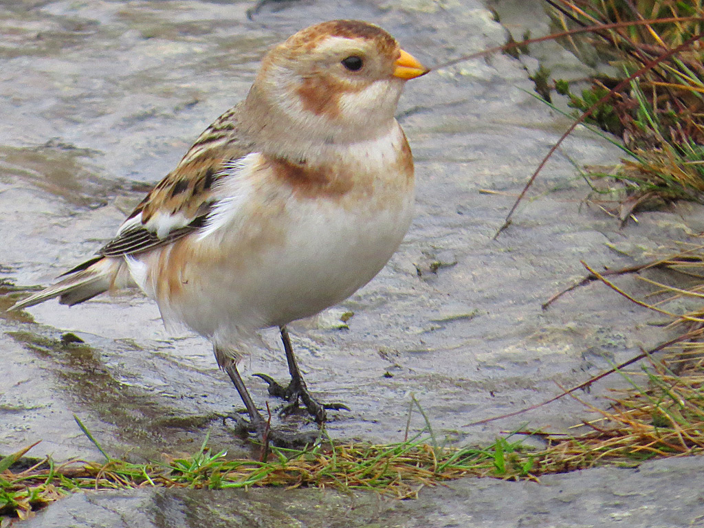 Snow-Bunting-Shining-Tor.jpg