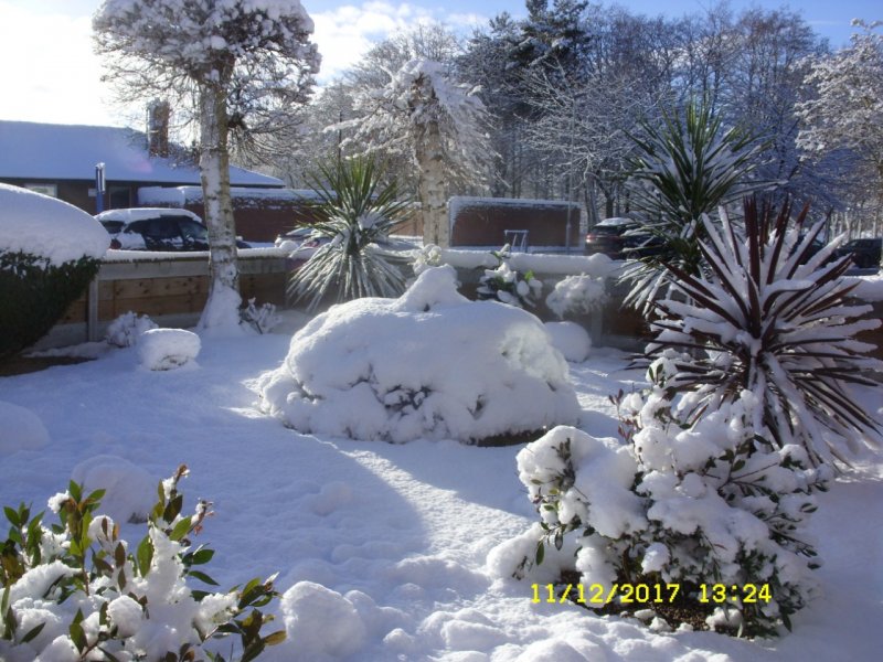 snow garden 1.jpg