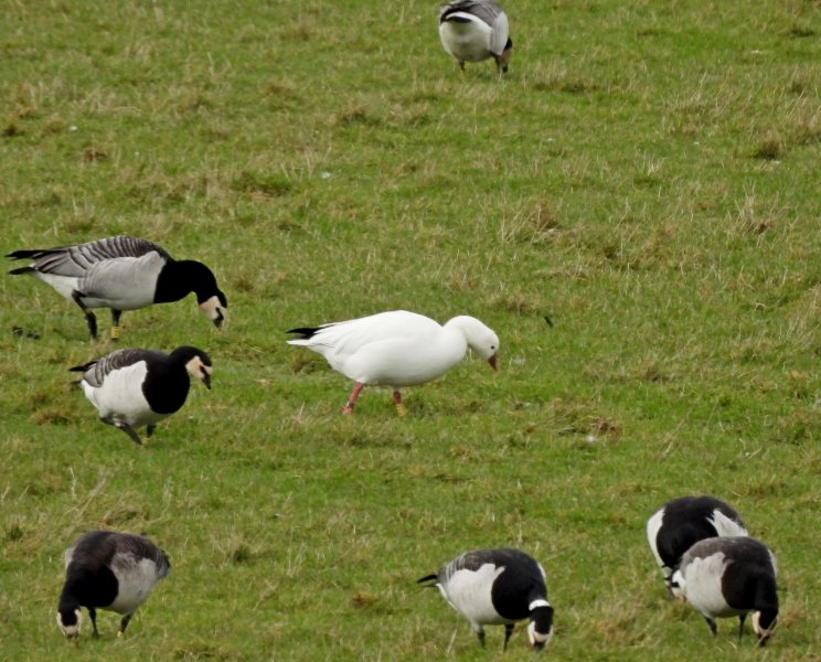 Snow Goose 2.JPG