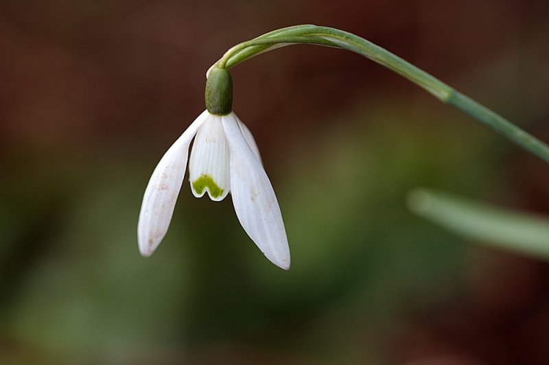 Snowdrop-single.jpg