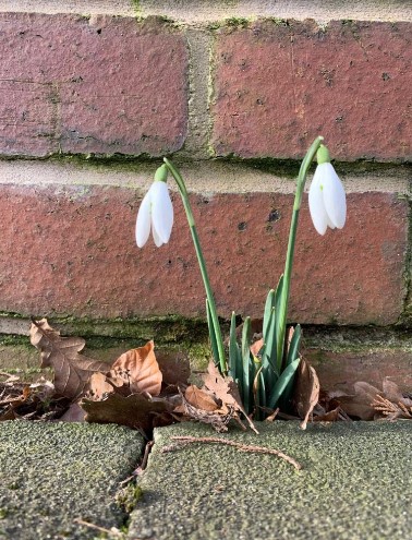 snowdrops.jpg