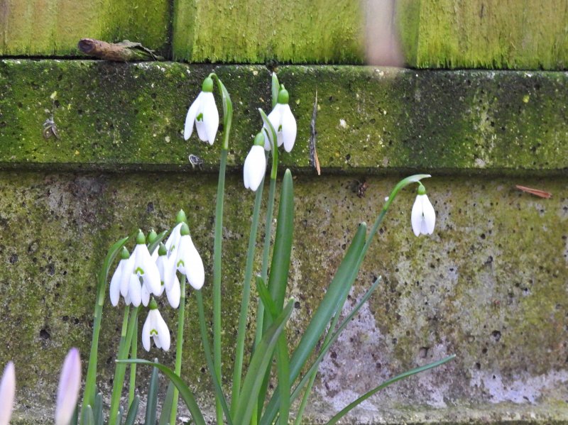 snowdrops.JPG