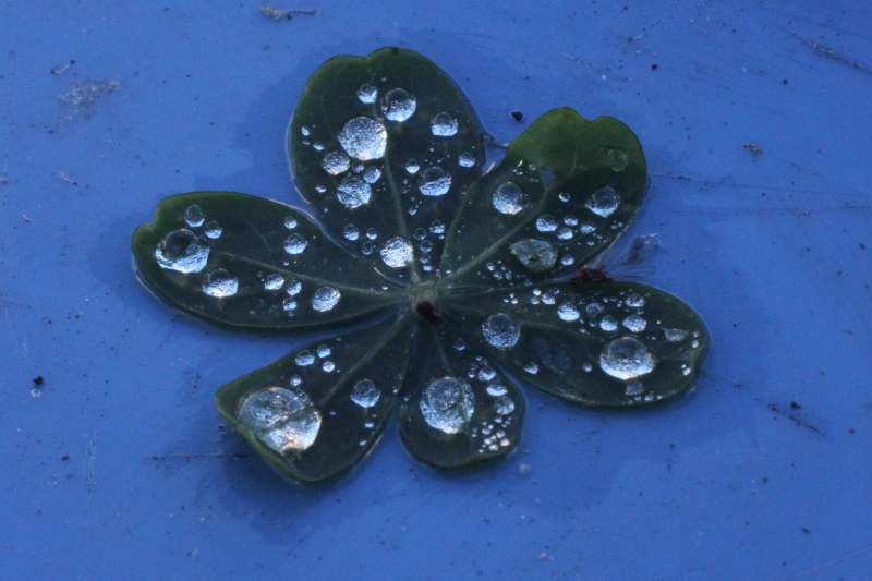 solanum jasminoides_2341.JPG