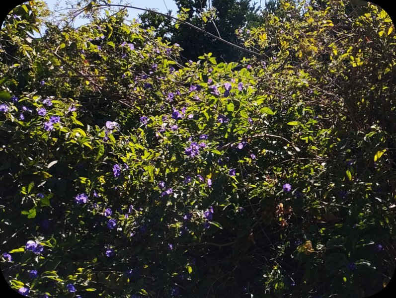 Solanum228 Sep 24 .jpg