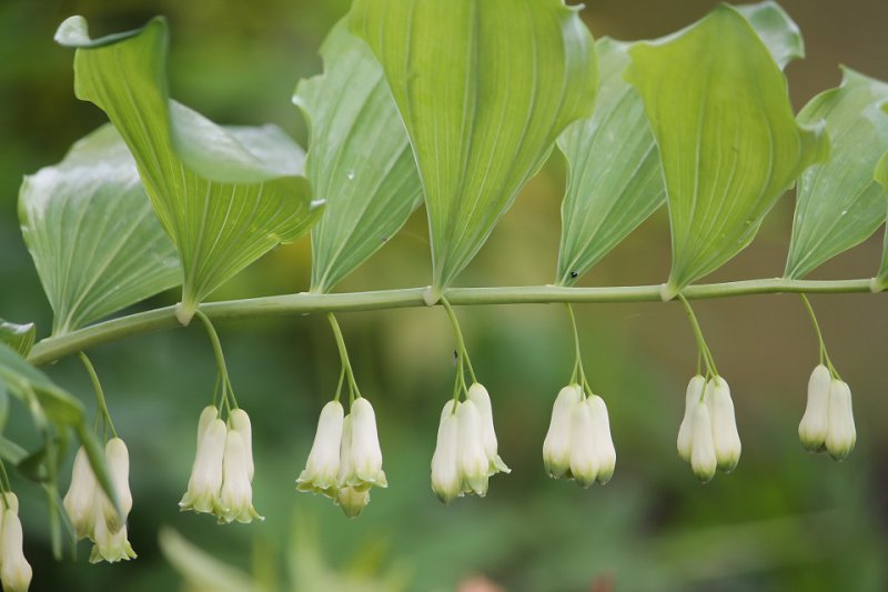 Solomon's Seal (2).JPG