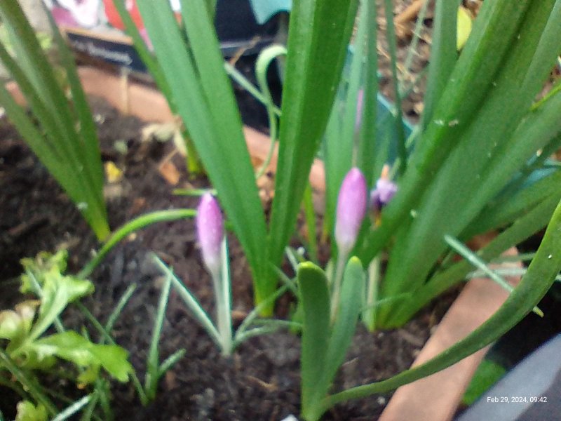 Some Crocuses flowering on balcony 29th February 2024.jpg