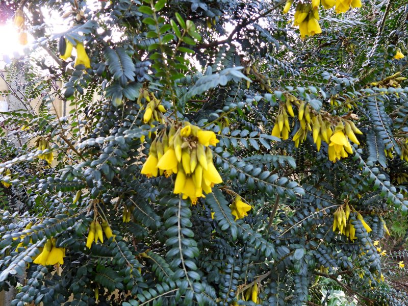 sophora 2.JPG