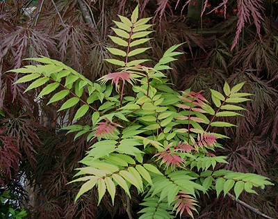 Sorbaria_sorbifolia_Sem.jpg