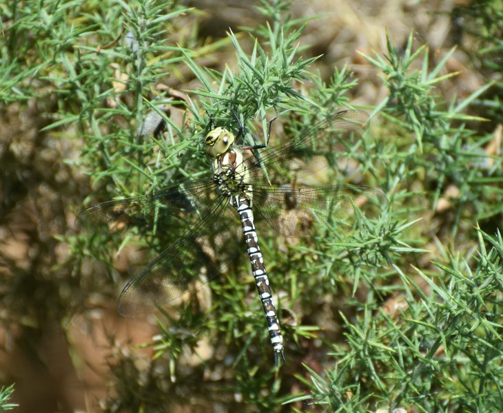 Southern hawker.jpg