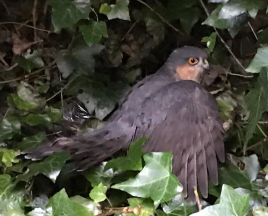 sparrowhawk1.jpg