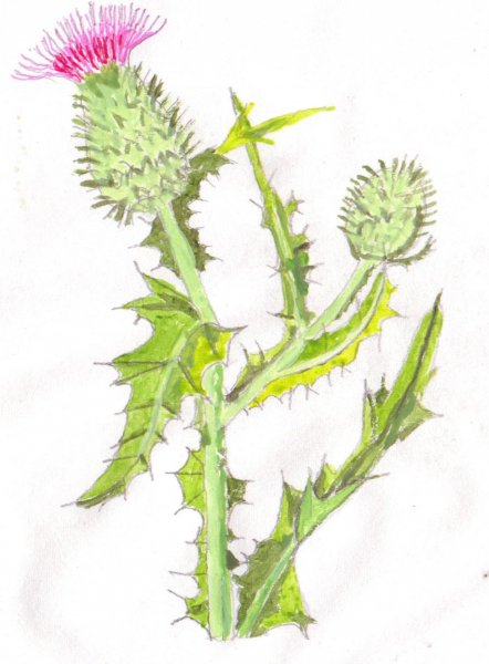 spear thistle 001 (2).jpg