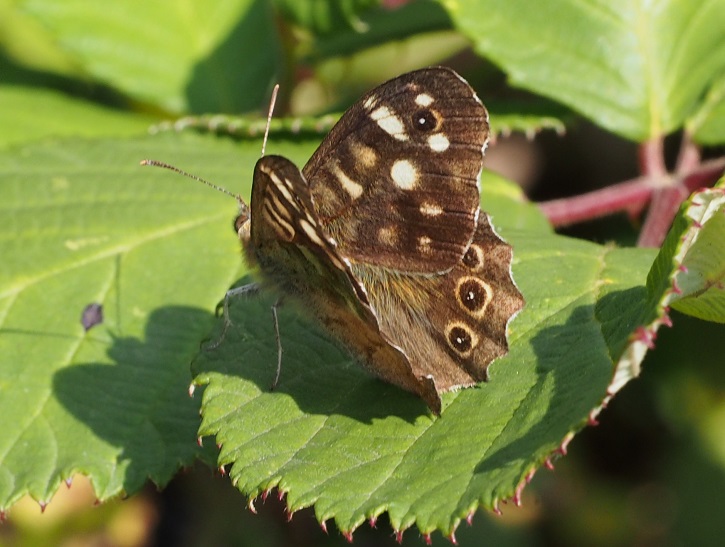 speckled wood 7.9.2015.jpg