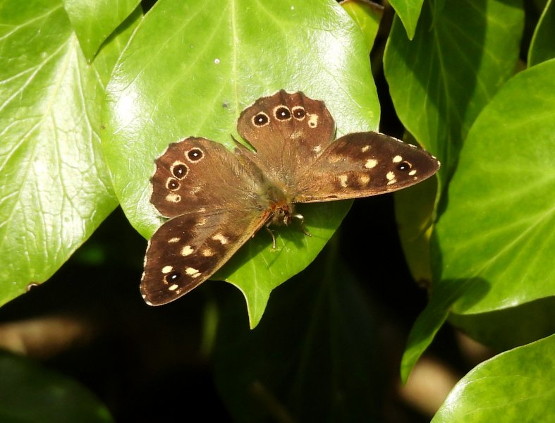 Speckled Wood.JPG