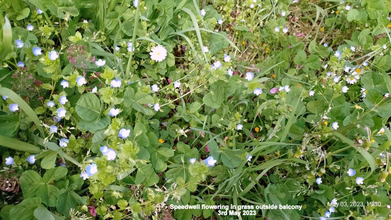 Speedwell flowering in grass outside balcony 3rd May 2023.jpg