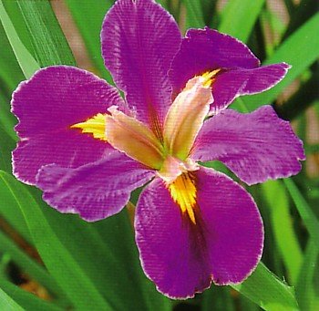 Spicy Cajun Louisiana Gamecock Iris - Lavender_Yellow - One Gallon Pot.jpg