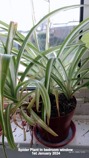 Spider Plant in bedroom window 1st January 2024.jpg