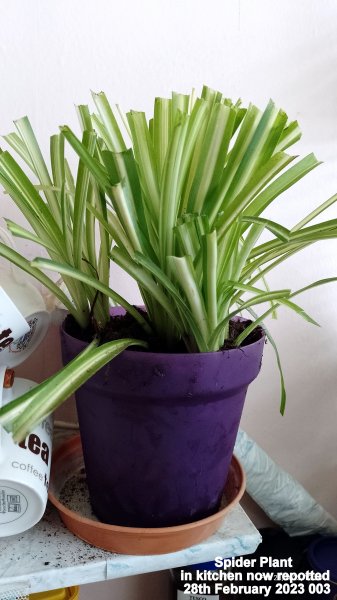 Spider Plant in kitchen now repotted 28th February 2023 003.jpg