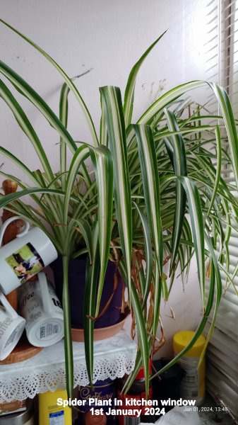 Spider Plant in kitchen window 1st January 2024.jpg