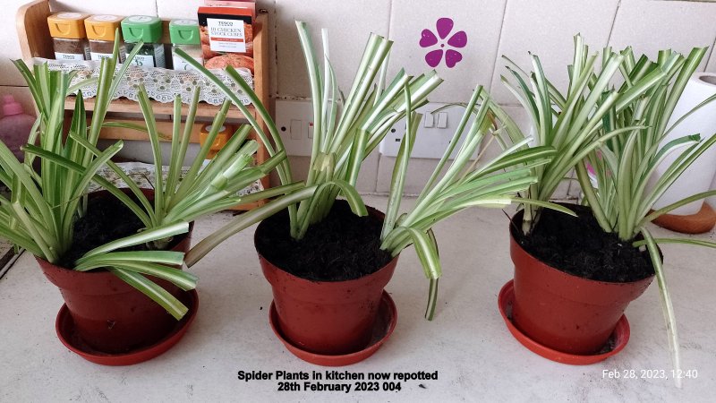 Spider Plants in kitchen now repotted 28th February 2023 004.jpg