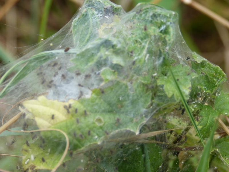 Spiderlings on nettles.JPG