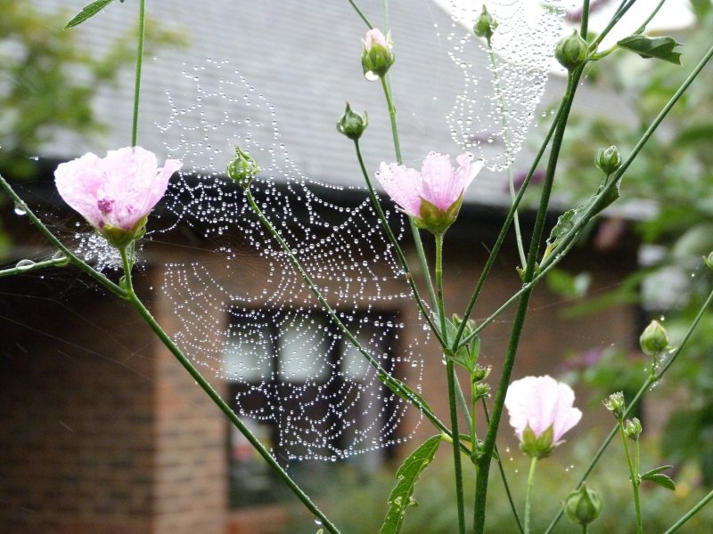 Spiders web on Althea Canabina 002.JPG