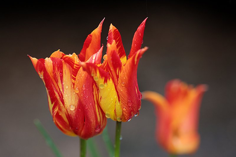 Spiky-tulip-droplets-f4.jpg