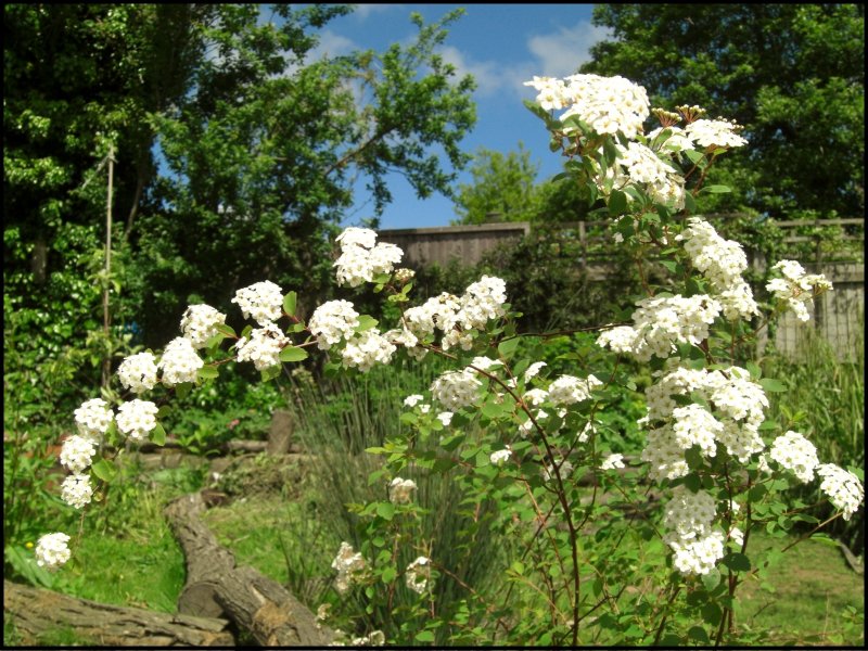 Spiraea x vanhouttei.jpg