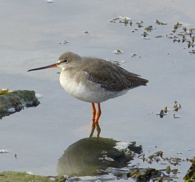 Spotted Redshank.JPG