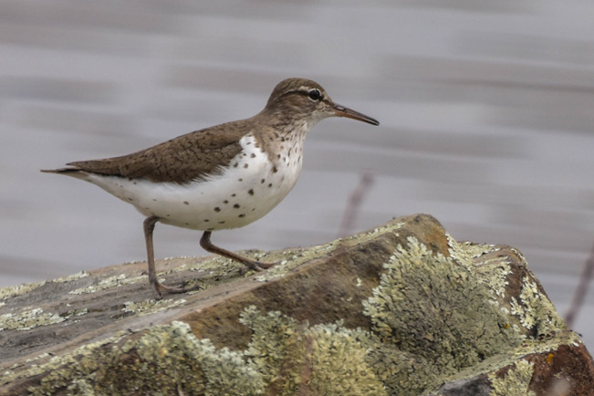 Spotted Sandpiper 72.jpg