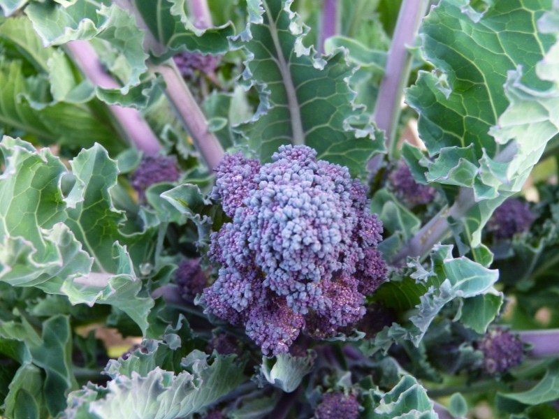 Sprouting Broccoli 1.JPG