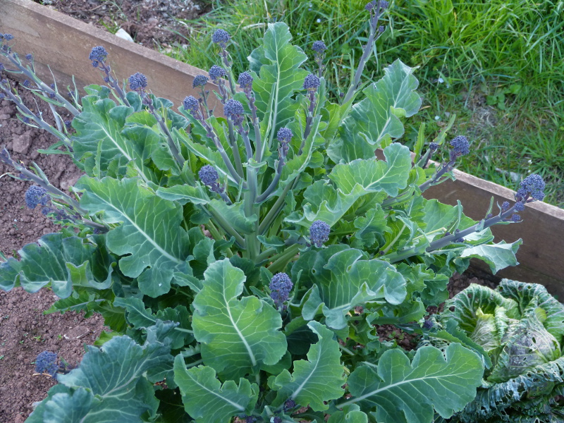 Sprouting Broccoli.JPG