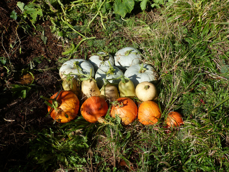 Squash Harvest.JPG