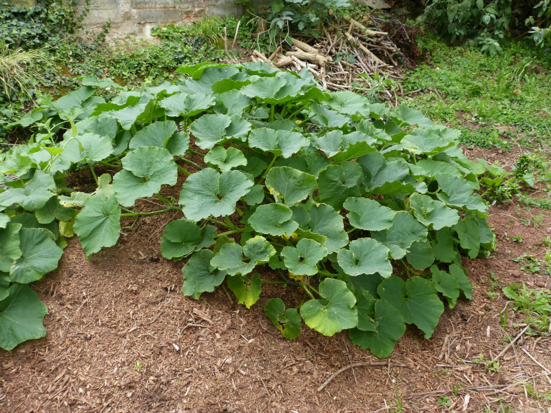 Squash Mound.JPG