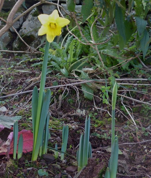 St Andrew\'s Day Daffodil.JPG