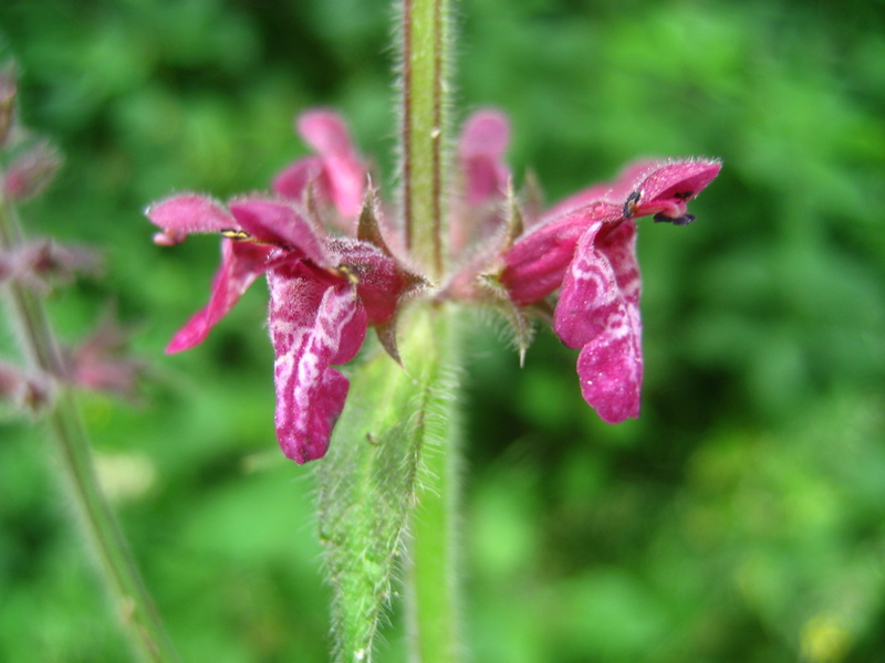 STACHYS  SYLVATICA  HEDGE  WOUNDWORT 11-06-2008 10-25-49.JPG