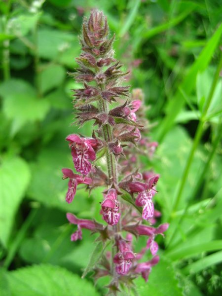 STACHYS  SYLVATICA  HEDGE  WOUNDWORT 11-06-2008 10-28-29.JPG