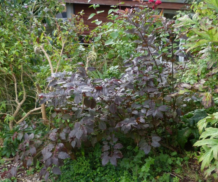 Stachyurus praecox Devon Purple Leaf 1.JPG