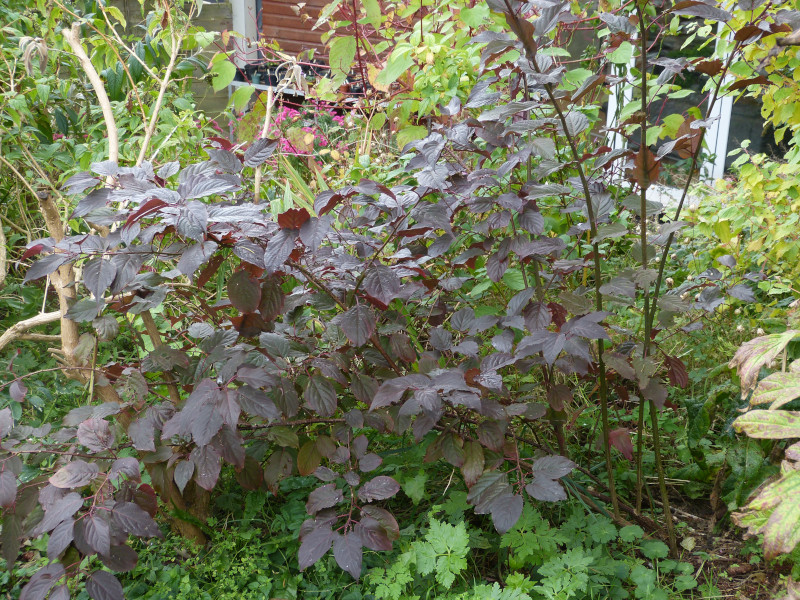 Stachyurus praecox Devon Purple Leaf 2.JPG