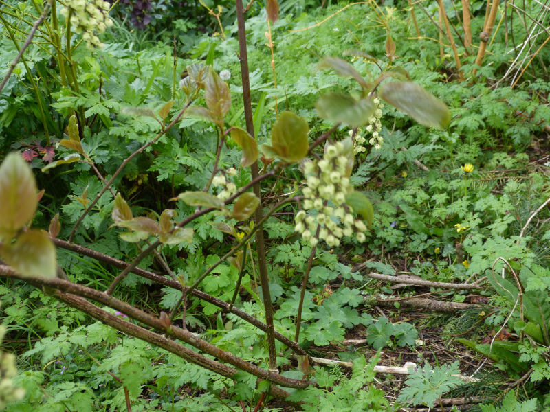 Stachyurus praecox Devon Purple Leaf.JPG