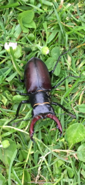 Stag beetle.png