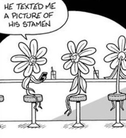 Stamen.jpg